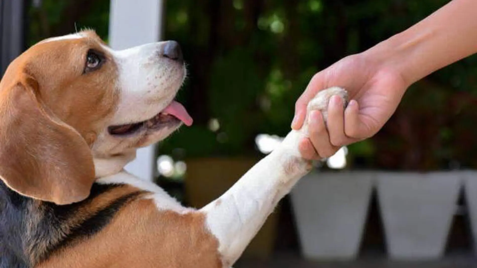 perro dando la pata